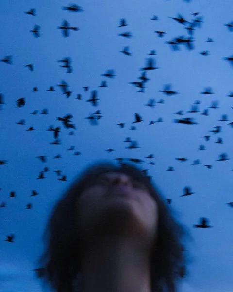 Vögel vor blauem Himmel
