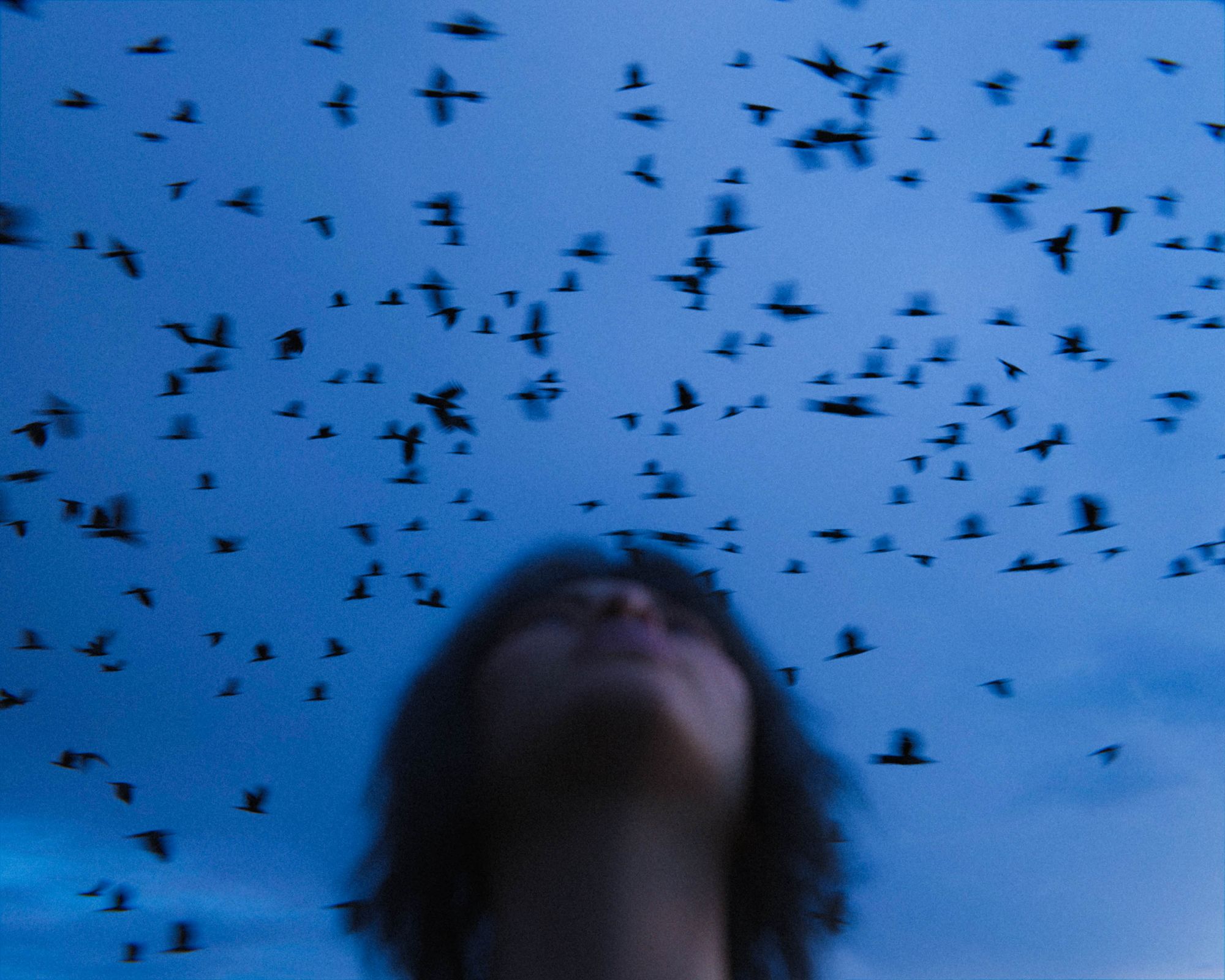Birds against blue sky